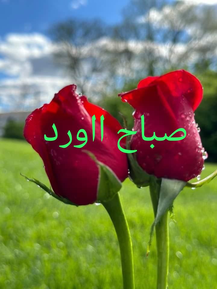 BadiYaser's tweet photo. @DssvUkQNN5I0BLX https://t.co/eBD9iw0Q11