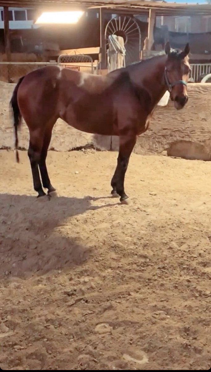 dannygar___17's tweet photo. La chocolatita 🫏🫏🐴🍫 https://t.co/jyR5PpMClL