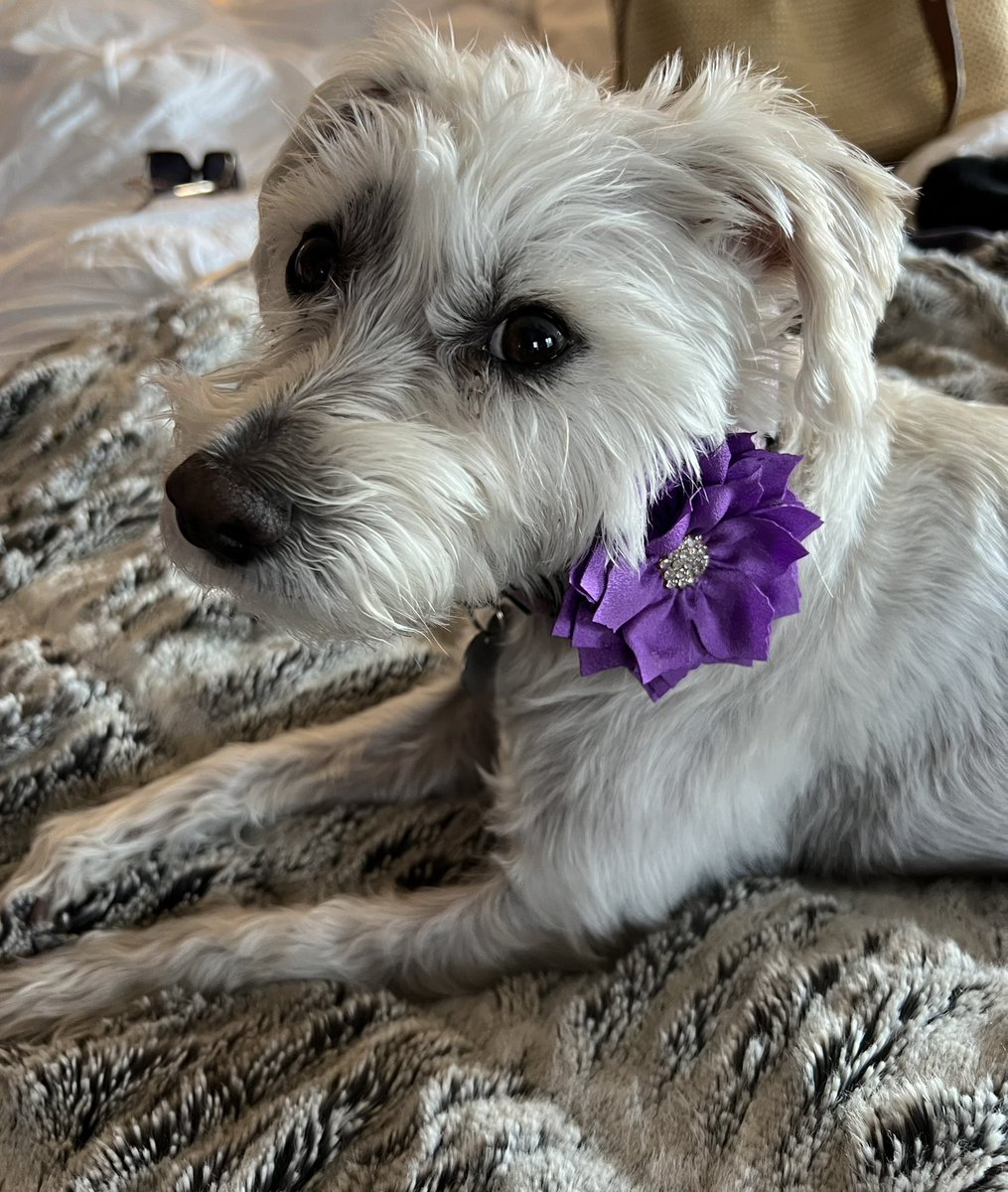 greerygreer's tweet photo. Flower TigerLily 💜 https://t.co/ryqJ9S1gEy