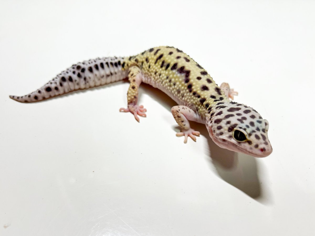 REP_SPERARE's tweet photo. 【新入荷生体】
ヒョウモントカゲモドキ　スノー♀
税込¥5500
コメントやDMからお問い合わせ下さい。

#ヒョウモントカゲモドキ
#レオパ
#レオパードゲッコー https://t.co/xdldy7cW2X
