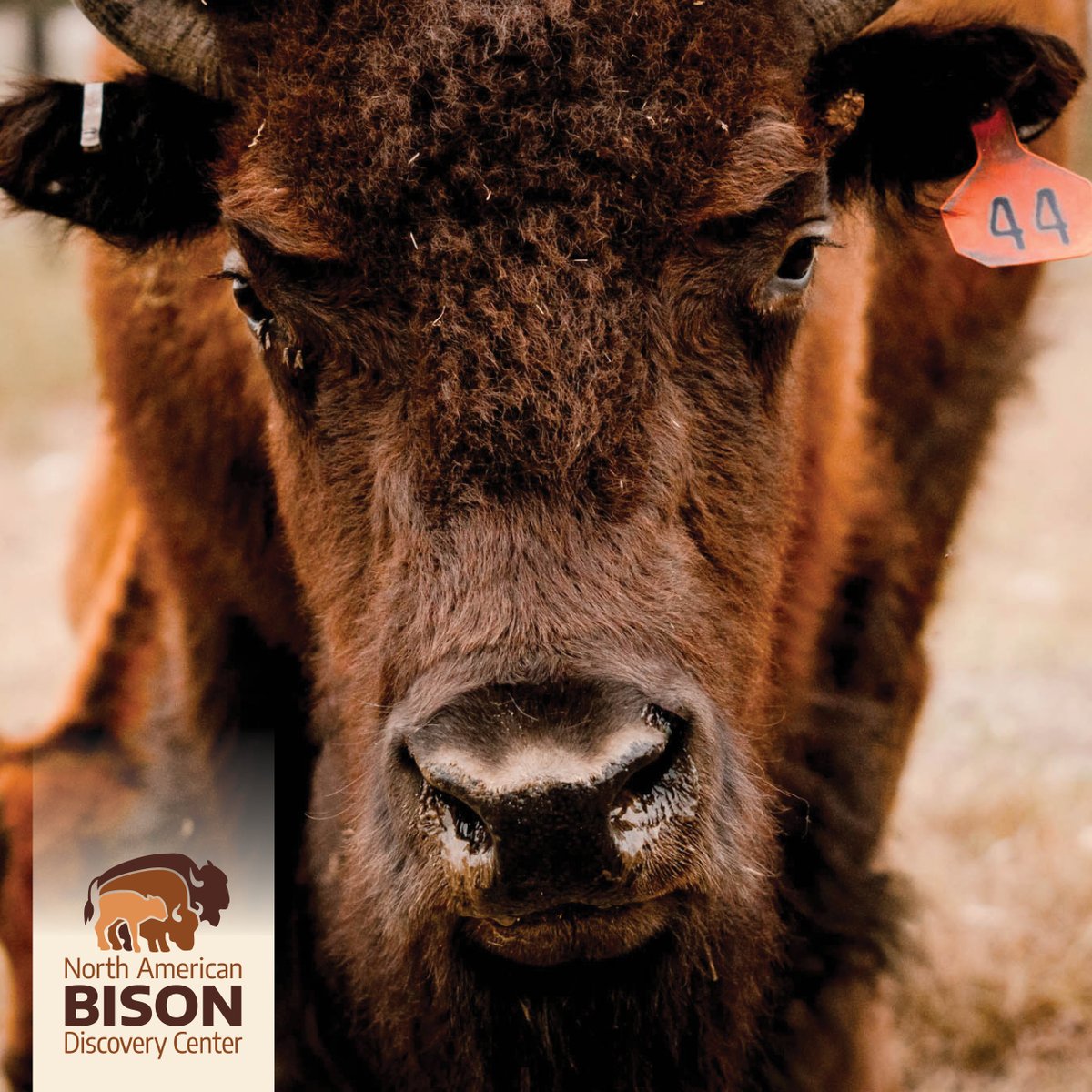 Bison_Center tweet picture