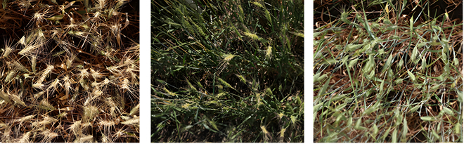 PPhenomics's tweet photo. Global Wheat Challenge crowdsources robust wheat head detection. Analysis shows competition design impacts solution robustness. Insights for future data contests. #DataCompetition #WheatPhenotyping #AIinAgro
Details: https://t.co/1DWkWzaTFH https://t.co/lcQBkFaxPe