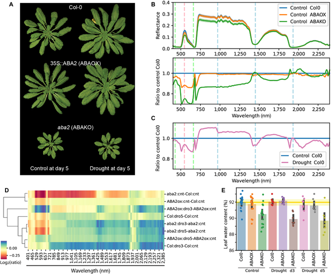 PPhenomics's tweet photo. We use VIS-NIR-SWIR reflectance and ML to diagnose plant health, identifying ABA-related stress. Our method outperforms traditional indices in accuracy. #PlantDiagnostics #SpectralReflectance #MachineLearning
Details: https://t.co/iDGZRaF1Vq https://t.co/w8JOzyY83K