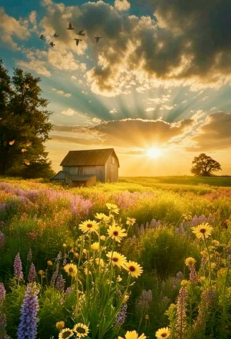 호다신 (@holaldashin) on Twitter photo 