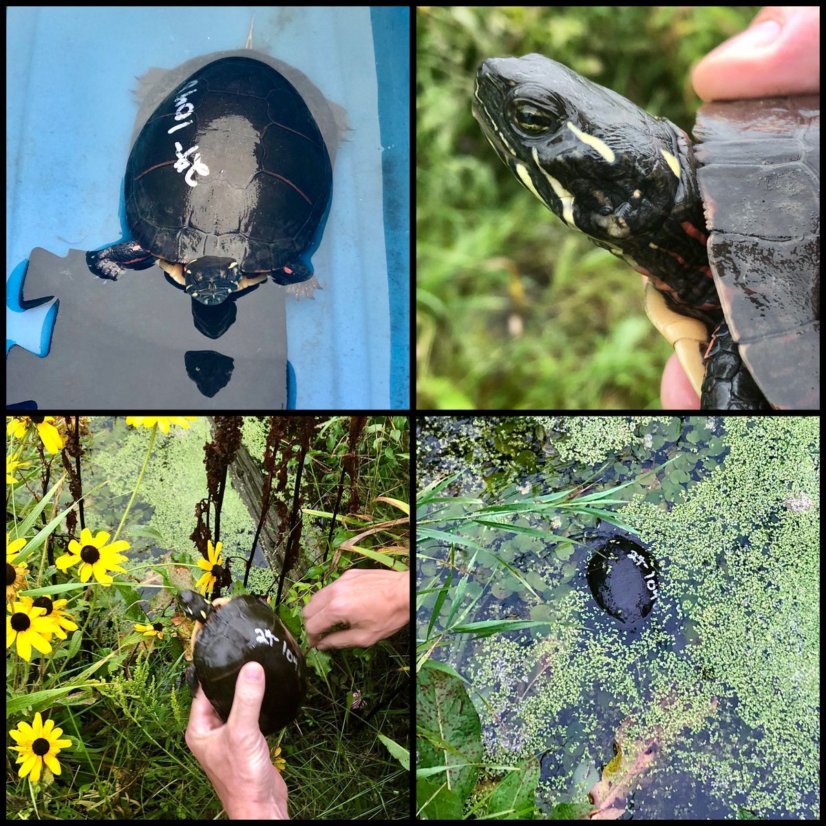 TURTLE TIMING - A kind Turtle Taxi volunteer drove a Painted Turtle we rescued on our property from  <a href="/OntarioTurtleCC/">Ontario Turtle Conservation Centre</a> to us. She had successful surgery on an ear abscess. BDG put her back into her pond. Thanks to everyone who cares about Turtles! #reptile #backinherhappyhome
-Mom