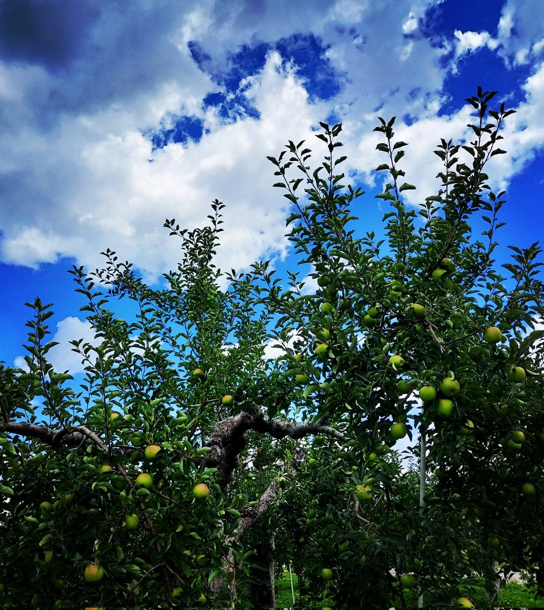 Georgeさんこんにちは。
弘前市はねぷたまつりが終わり、あっという間にお盆モード。りんごの実が大きくなりはじめているのに台風予報でハラハラしています。適度な雨と青空が続いてくれるといいのですが。Request:Julia Fordham/Manhattan Skyline #sbsa789 <a href="/george_cockle/">George cockle</a> <a href="/shonanbeachfm/">湘南ビーチFM</a>