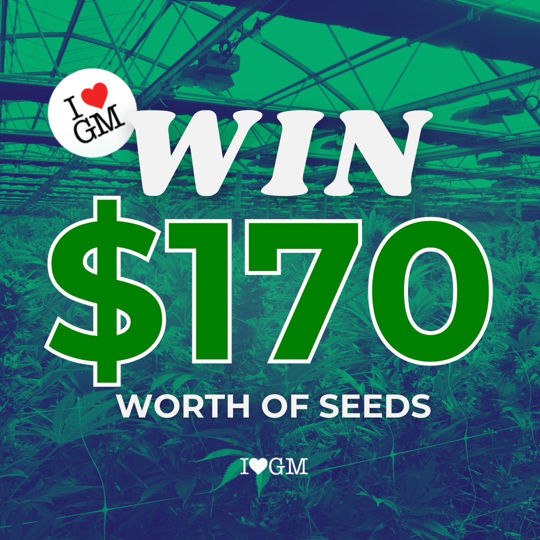 Weekends start with "W" cause they're always a #WIN 😎
 
Get yours in our #giveaway: 

🌱 Follow
🌱 RT
🌱 Comment which strains you’ll grab if you win

#FreebieFriday #CannabisCommunity #growyourown #ILGM

 We’ll choose the winner on 8/13/24