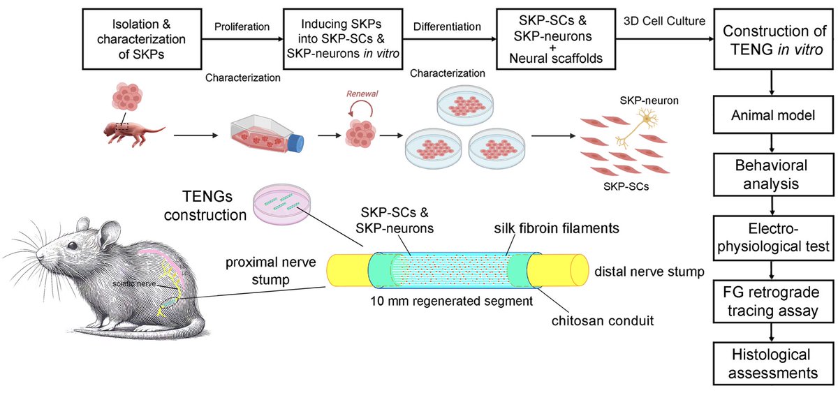 ChampionXue's tweet photo. Please check our latest work https://t.co/LeisGuKvuv Hybrid Construction of Tissue-Engineered Nerve Graft Using Skin Derived Precursors Induced Neurons and Schwann cells to Enhance Peripheral Neuroregeneration https://t.co/vuaw8KOcHl