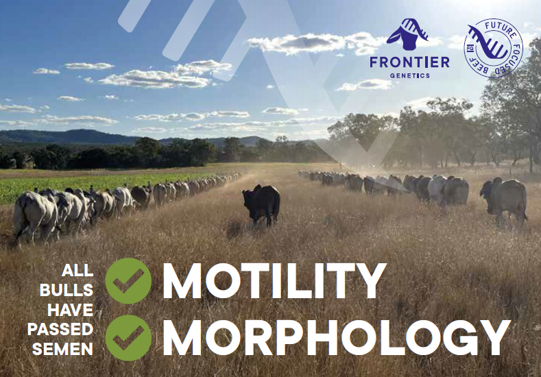 frontiergenetic's tweet photo. All sale bulls have passed motility &amp; morphology testing.
Learn more: https://t.co/Ec9gTn3Dbo
Frontier Genetics Annual Bull Sale - Online Auction - 29-30 August 2024. https://t.co/lIhoHVPRJE