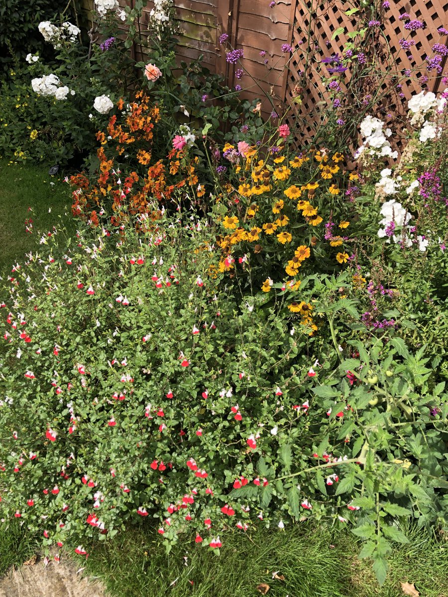 Ian78701723's tweet photo. My garden keeps giving and the #bees love it 😍 ⁦@TheMontyDon⁩                    ⁦@GWmag⁩ https://t.co/0fUZLYq2nQ