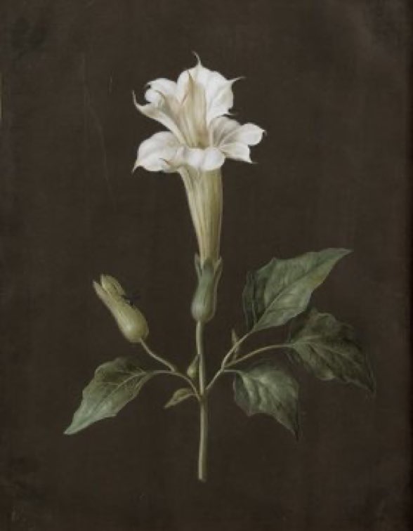 "Zambaklar en ıssız yerlerde açar,
Ve vardır her vahşi çiçekte gurur."