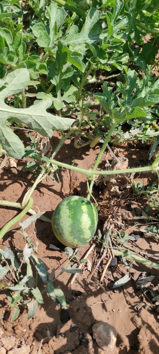 serhataslanhan1's tweet photo. Terapi gibi işler🤗Çen büyüyünce kaypuzmu olacan bakiim 😁🍉 https://t.co/ayIAb7YbAr