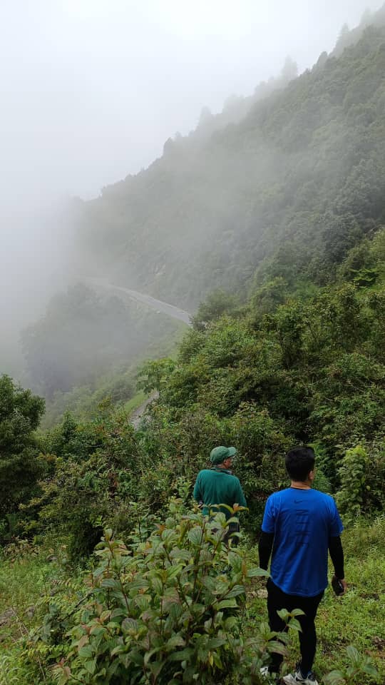 Bit damp in Bhutan but that couldn't dampen our spirits, especially when the number 1 butterfly target was found - the national butterfly of Bhutan, Ludlow's Bhutan Glory (Bhutanitis ludlowi).
