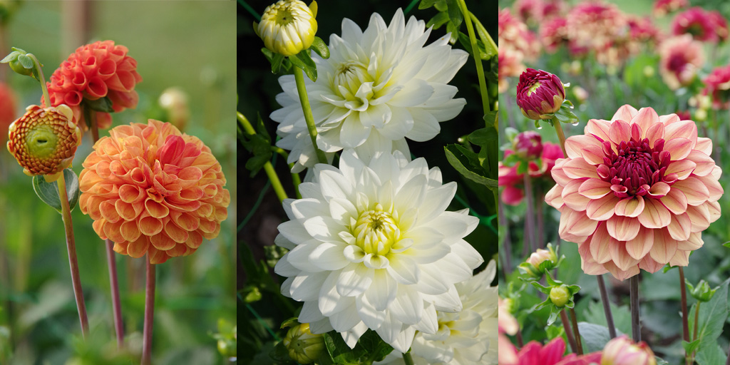 Webbsgc's tweet image. The countdown is on! Just one week until Flora Fields opens on Saturday 17th August 2024! 🎊

Here&apos;s a sneaky peek of some of the dahlias 💐

Find out more &amp;amp; book: vist.ly/3dhvd

📸 Photographs by Ed Webb

#FloraFields #WebbsEvents #VisitWorcestershire #DahliaSeason