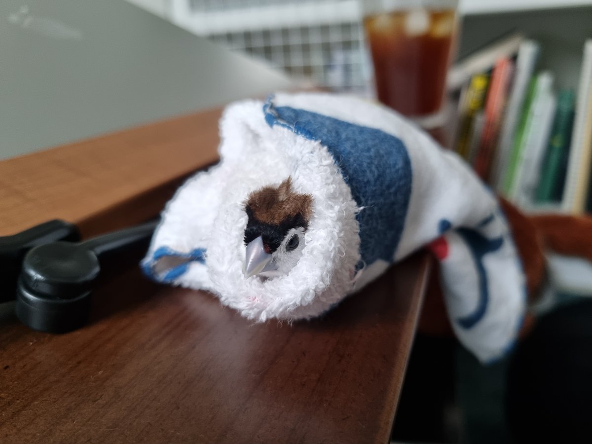 맨날 목욕하고 파들파들 떨면서 인간의 손에 들어오길래 친구가 포대기에 싸놓는 방법을 제안했더니 안 나오고 계속 잠...
아기들은 종 불문 부리또로 만들면 얌전해지는 게 정말 사실인 듯...