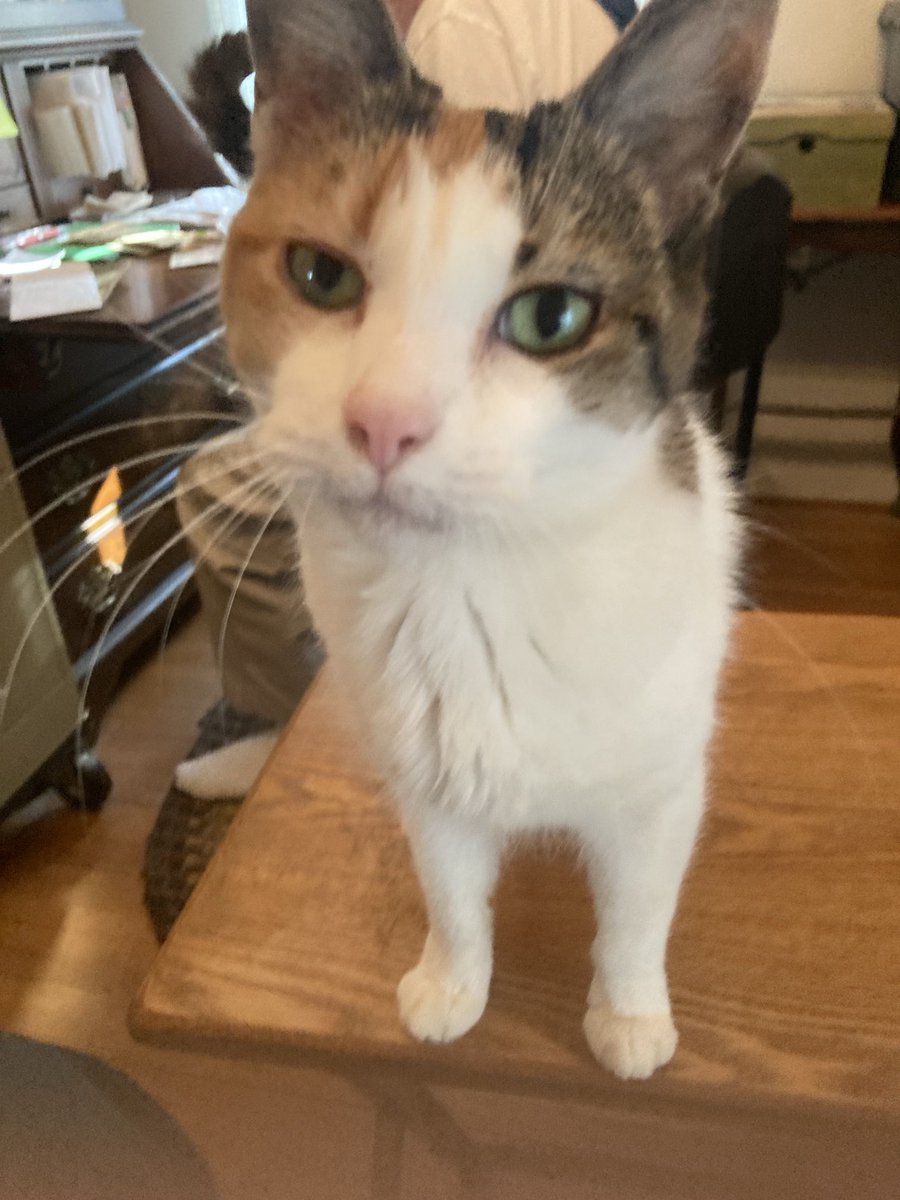 ColombaroAlice's tweet photo. Jack here. This is my sister Callie. She’s 9 years old now. Yesterday she went to the vet and we found out she has a mammary gland tumor and it’s cancerous. There’s really nothing we can do except love her even more. Doc said she might be around another 2 years tops. https://t.co/ExMGuWB9tQ
