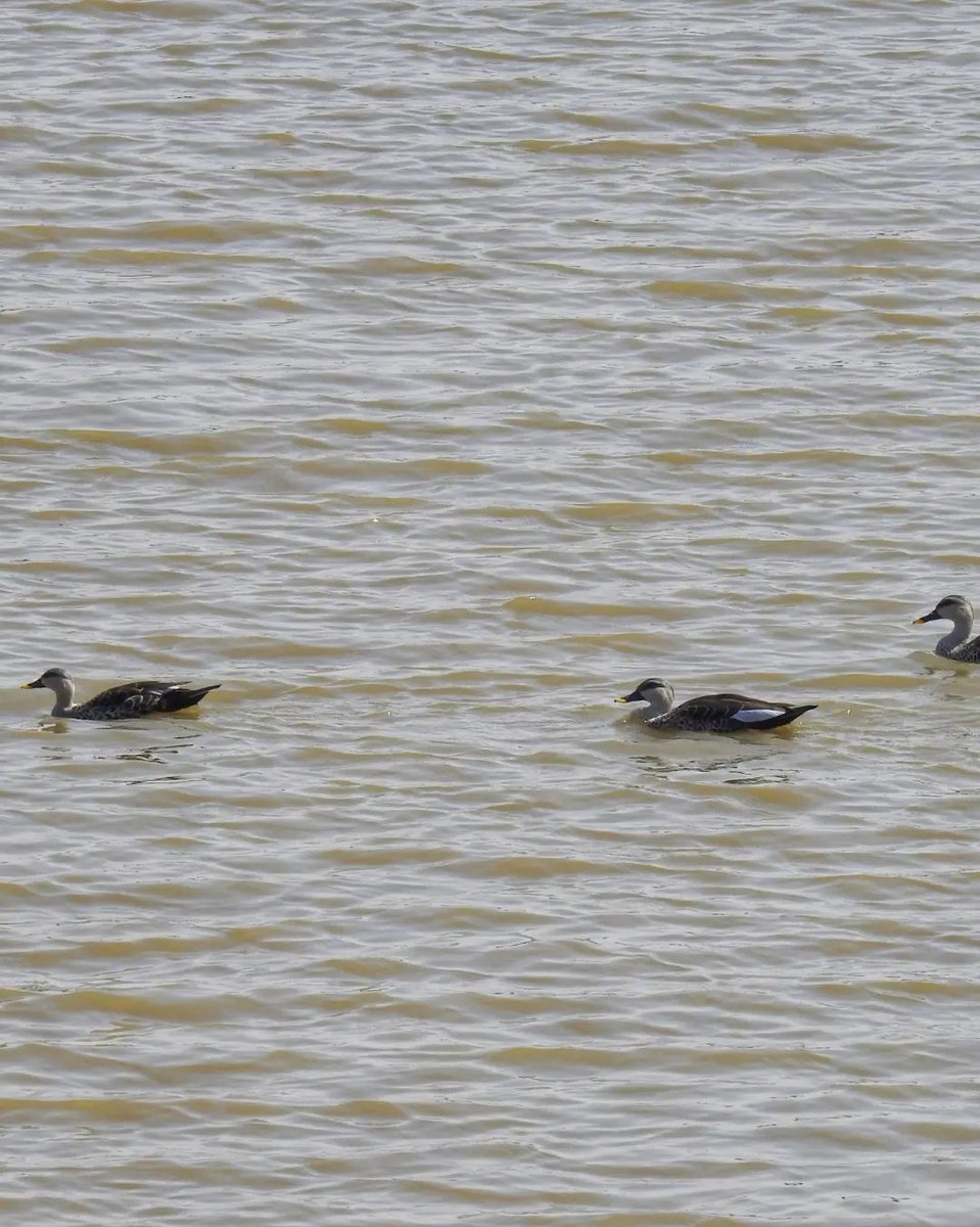 conserveindica's tweet photo. 5. Indian spot-billed ducks
6. Eurasian Spoonbill
7. Indian Cormorant with Red wattled lapwing and a flock of knob-billed ducks
8. Two Indian Flapshell Turtles https://t.co/ckC8N3YiST