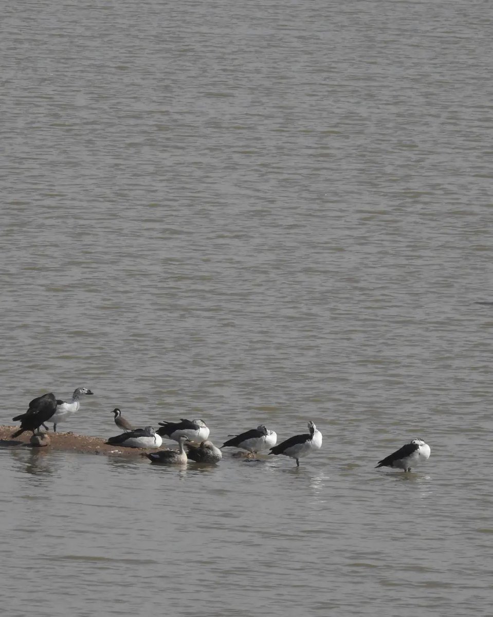conserveindica's tweet photo. 5. Indian spot-billed ducks
6. Eurasian Spoonbill
7. Indian Cormorant with Red wattled lapwing and a flock of knob-billed ducks
8. Two Indian Flapshell Turtles https://t.co/ckC8N3YiST