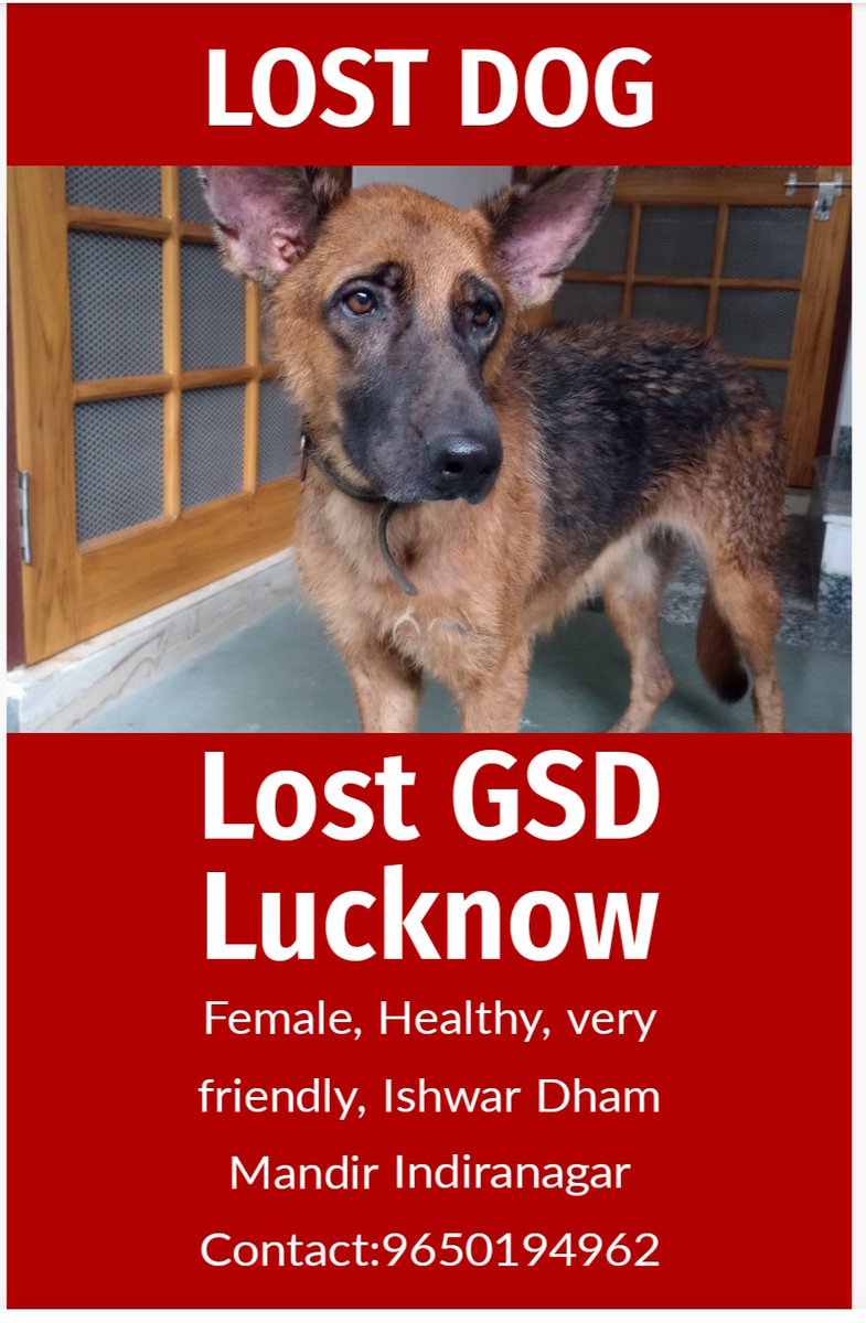 Mayank Singh (@mayank4rbhp) on Twitter photo Please help us reunite this kid with her family..
#Lucknow #lost #dog
<a href="/ShivAshish_SAF/">ShivAshish Foundation</a> <a href="/PandeyKamna/">Kamna Pandey ЁЯМ▒</a> Please help us reunite this kid with her family..
#Lucknow #lost #dog
<a href="/ShivAshish_SAF/">ShivAshish Foundation</a> <a href="/PandeyKamna/">Kamna Pandey ЁЯМ▒</a>