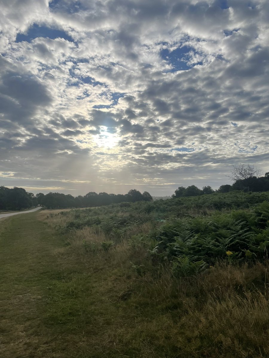 ArchiSwift's tweet photo. Not the ride I had planned, pretty tired so stuck to Richmond Park - ah well! Nice few laps and saw someone from @LondonDynamo on another @NorthRoadCycles! https://t.co/hD1wZ2bzrp