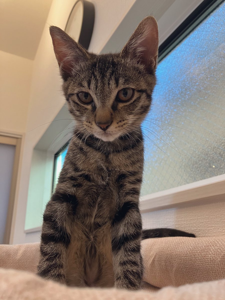 ねこみみ tweet media