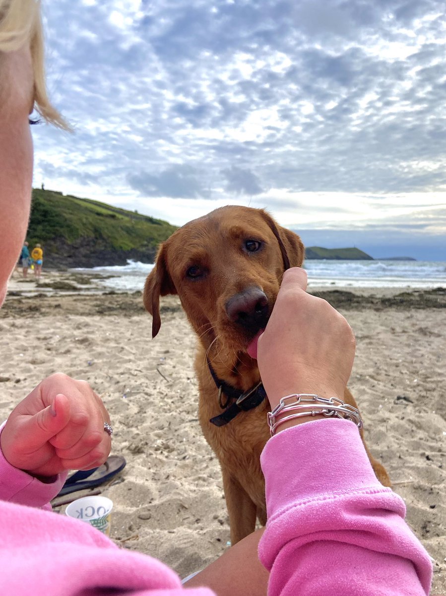 LFRSFireControl's tweet image. Happy Saturday from GW🥑🍏🛶
It’s National ‘Spoil your dog’ day!!! 
So here are some pics of us treating our doggos 🐾🤍 

It’s a beautiful day for the festivals taking place in the city, stay safe and call 999 for any emergency 📞

#callsandmore #firecontrol