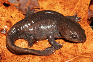froglifers's tweet photo. Read our latest #CroakingScience article by our #CoalfaceToWildspace project assistant, Elsbeth: Who are the salamanders?
Visit: https://t.co/Dsqwa9pifD to find out!
📷 Kevin Stohlgren https://t.co/v6gkeNdZL4