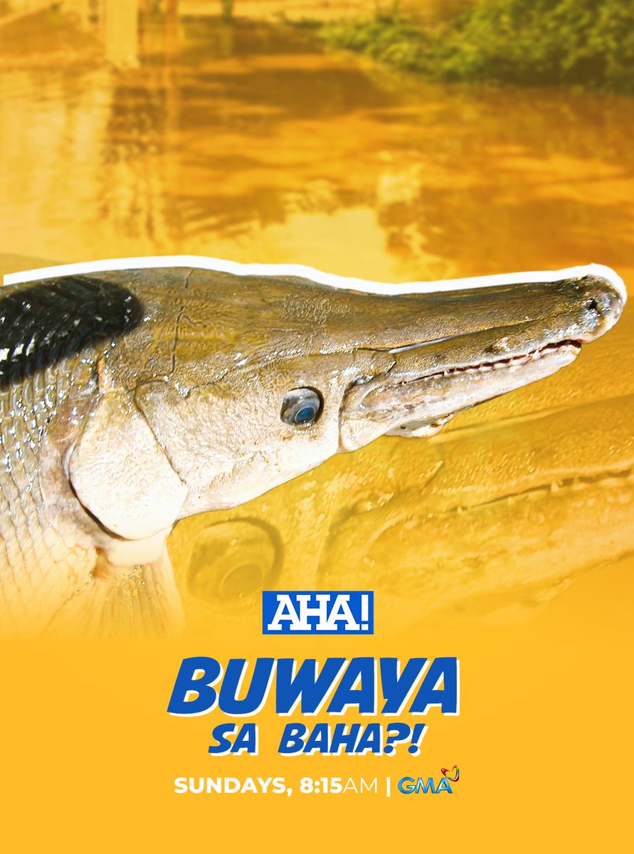 aha_gma7's tweet photo. Nagulat ang mga taga-San Pedro Cutud sa Pampanga nang makahuli sila sa baha ng mala-halimaw na nilalang na mukhang buwaya, pero isa palang ‘alligator gar.’ 

AHA-lamin kung anong uri ng hayop ito at ano-ano ang mga pambihirang katangian nito ngayong Linggo sa #AHA, 8:15 AM sa GMA https://t.co/tUbpD4Cyum