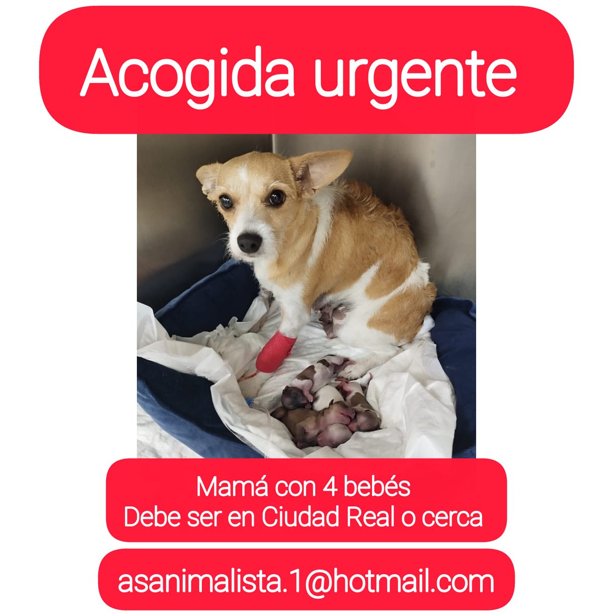 Desde <a href="/AnimalistaAsa/">Asa Animalista</a> necesitamos vuestra ayuda, vuestra difusión GRACIAS a todos <a href="/adoptamestizos/">Adopta Mestizos</a> <a href="/AdoptAguas/">Perrodeagua ADOPTA</a> <a href="/ADOPTAENESPANA/">ADOPTA EN ESPAÑA</a> <a href="/NuevaVidaAdop/">NUEVA VIDA ADOPCIONES</a> <a href="/AXLAMADRID/">axlamadrid.org</a> <a href="/DiloConPerritos/">Dilo con perritos</a> #adopta #AdoptaNoCompres <a href="/adoptahxh/">Huella por Huella</a> <a href="/PartidoPACMA/">PACMA</a> <a href="/PlataformaALTO/">Plataforma ALTO</a> <a href="/SosAbuelos1/">SOS Abuelos</a>