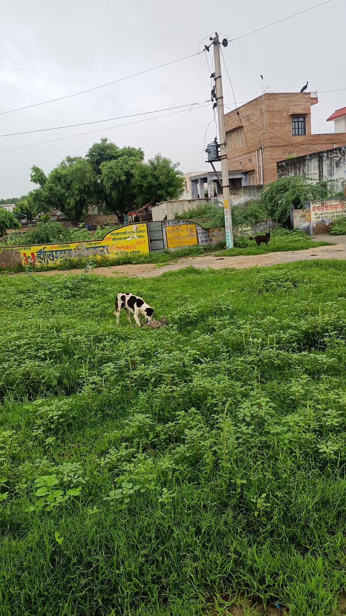 beermaram20's tweet photo. सर लोरोली कलां गांव में लगी डिपी पर रोज राष्ट्रीय पक्षी मोरो की मृत्यु हो रही है 11केवी जंपर को बदलने के लिए विभाग को 100बार सूचना देने पर भी रबर युक्त वायर का जंपर नहीं किया जा रहा है निवेदन है कि इस पोस्ट पर आप जरूर संज्ञान लेवे।@BhajanlalBjp https://t.co/JjZVOvdOgp