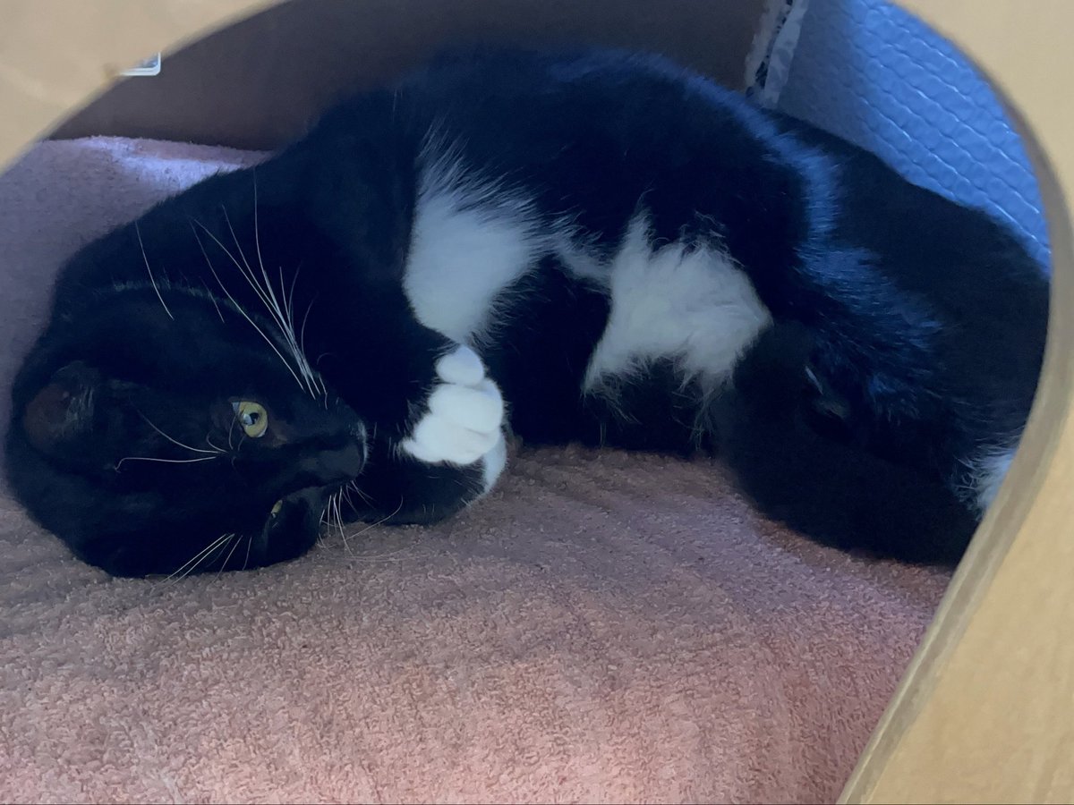 half_straycat's tweet image. Practicing puppy begging pose 🖤🍭🐾.

 #SelfPractice #cat #CatLife #HalfStrayCat #WhiteCat #BlackCat #LovelyCat #PawPads #Cattastic #CatOfTheDay