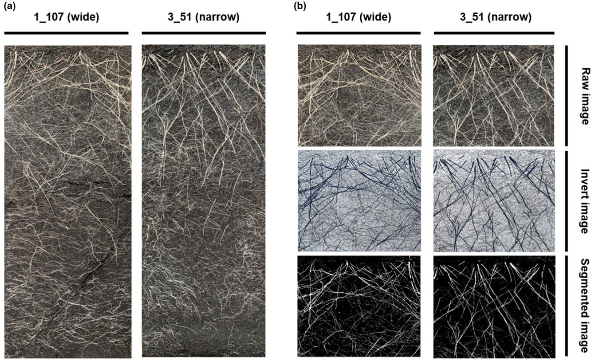 Lee Hickey (@drhikov) on Twitter photo Now online! Study by <a href="/YC_Kang05/">Yichen Kang</a> explored the relationship between seminal root angle and root architecture in durum wheat
Root angle associated with differences in allocation of roots at different depths but not aboveground traits or total root biomass doi.org/10.1002/fes3.5… Now online! Study by <a href="/YC_Kang05/">Yichen Kang</a> explored the relationship between seminal root angle and root architecture in durum wheat
Root angle associated with differences in allocation of roots at different depths but not aboveground traits or total root biomass doi.org/10.1002/fes3.5…