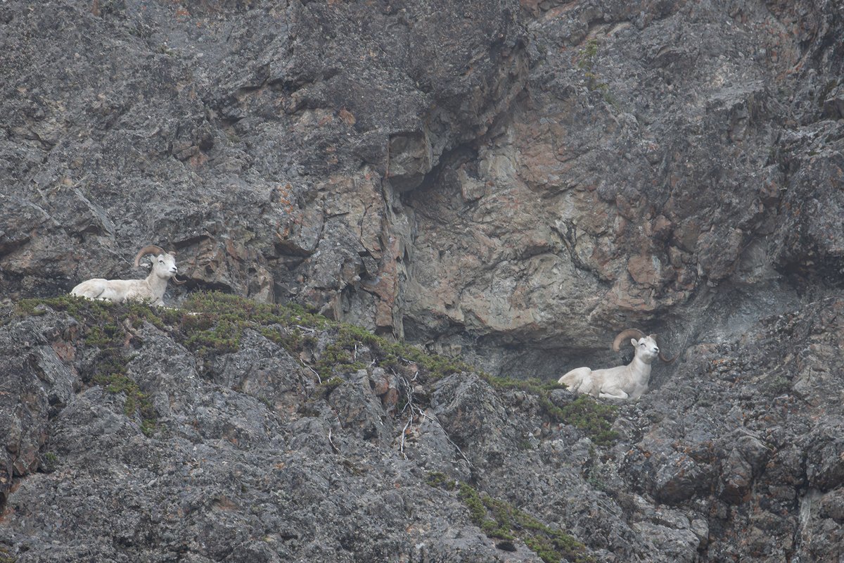 What an amazing Alaska adventure this has been. Today, our last day, we photographed male Dahl sheep on the cliffs over the Matanuska River near the aptly named Sheep Mountain.

This trip has truly been magical every day. I will share more in time. Until then have a photo of some