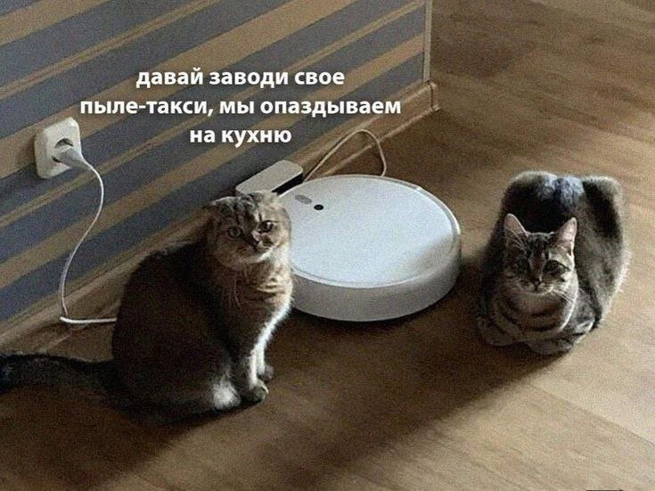 cats, i love cats (@catsilcats) on Twitter photo 