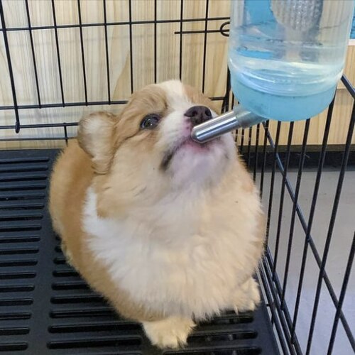 Hamster Puppy <3 to valhalla 

2tT3Am3XhjR55KFsuQ7TWz23Cck2TvdvvK4Fp16npump

dexscreener.com/solana/5wtbp9u…