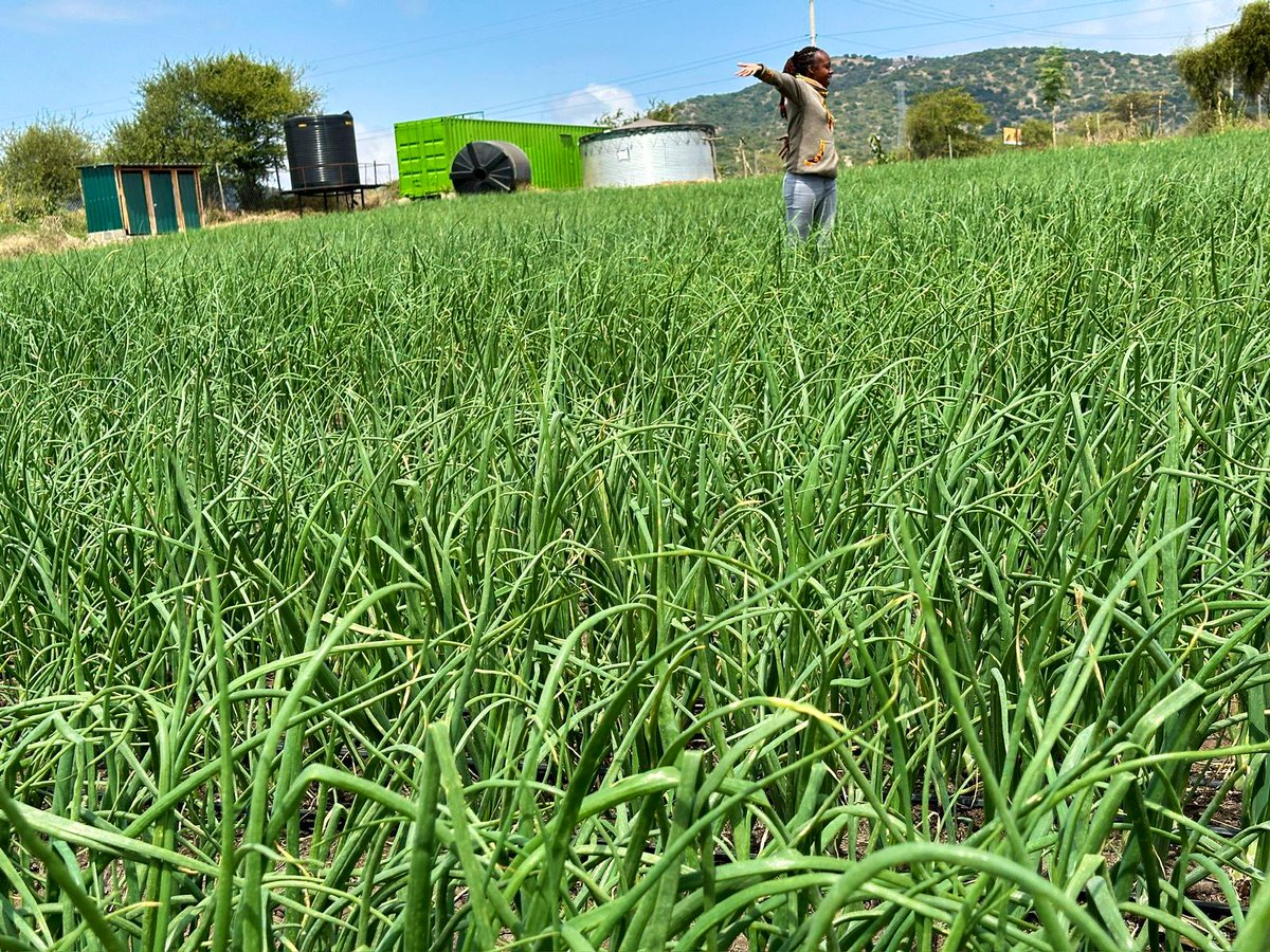 IrriHub's tweet photo. We were delighted to host @Carolkimplante, CEO of @kimplanter, at our demo farm in Kumpa. She commended our efforts and was impressed by the progress we’ve made.

If you’re in the Kajiado area, we invite you to visit our demo farm in Kumpa to learn more.

011 2148880 https://t.co/ItVtNk0uSF