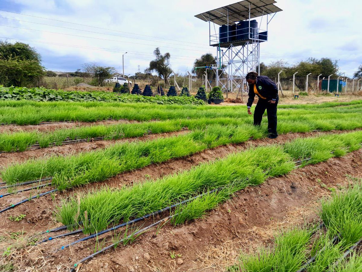 We were delighted to host <a href="/Carolkimplante/">Carolyne Mwangi (Carol Kimplanter)</a>, CEO of <a href="/kimplanter/">Kimplanter seedlings</a>, at our demo farm in Kumpa. She commended our efforts and was impressed by the progress we’ve made.

If you’re in the Kajiado area, we invite you to visit our demo farm in Kumpa to learn more.

011 2148880