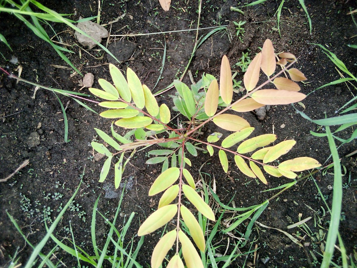 U_E_C_O's tweet image. Youth holds the key to our planet's future. Their ecological mindset, shaped by our actions today, will define tomorrow's relationship with nature.
📸 At UWRTI Katwe