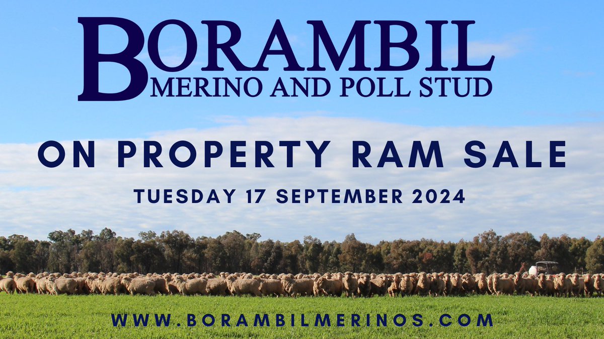 🎉🎉The Borambil Merinos 2024 team has been catalogued and ready for auction on 17th September.

122 rams to be offered, including a strong contingent of RP072 and YAR958 sons. Fully measured, genomic tested with ASBVs. 

Pre-sale, no obligation inspections are encouraged.