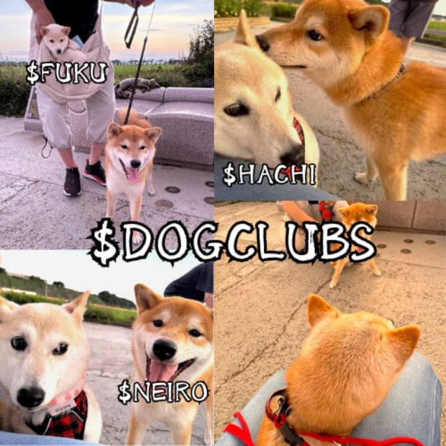 DogClubsCto's tweet photo. @TakeshisReturn Hey Missed $NEIRO, $HACHI, $FUKU

Now we has been #DOGCLUBS buy higher 

Ca: 9LcZNhCAn5dqLgqBJQZBPJVRKCthVhom5mJhToUmEvaS https://t.co/knD0jjIhh7
