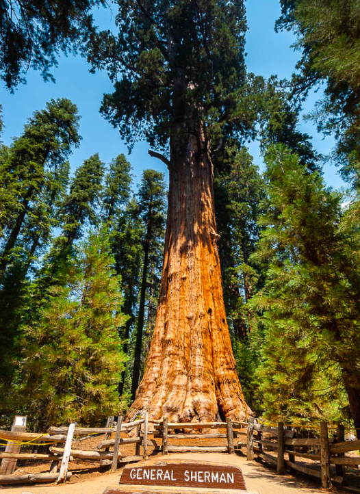 westerntours_fr's tweet photo. La Star de Sequoia National Parc, le General Sherman, âgé de plus de 2 200 ans, il est le plus gros et le plus vieil organisme vivant sur Terre avec sa circonférence de 31m et sa hauteur de 84m, à voir sur le sentier "Congres Trail" (boucle de 3,2km)
#westerntours #sequoianp https://t.co/jTSH5R5eqQ