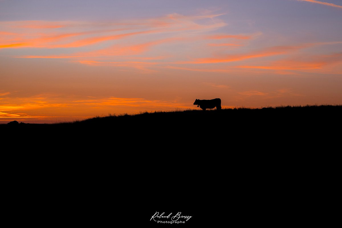 El Chacal tweet media