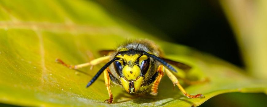 NatureTodayNL's tweet photo. Tel mee met de wespentelling van 17 tot en met 25 augustus https://t.co/exXjubrt5M https://t.co/6qBeQGzxLw