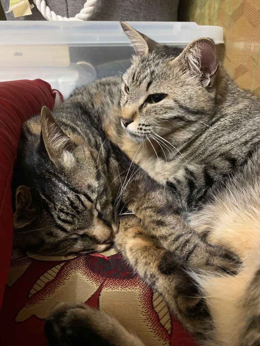 Ke2360Su's tweet photo. 兄妹仲良く
#猫　#猫の日常 #猫のいる暮らし𓏲𓎨 
#キジ猫　#猫好きな人と繋がりたい #cat https://t.co/qQPIiv0hSo