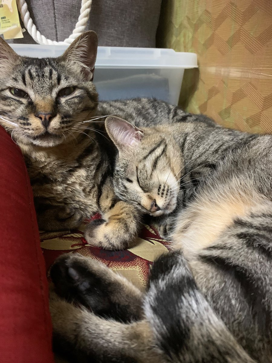 Ke2360Su's tweet photo. 兄妹仲良く
#猫　#猫の日常 #猫のいる暮らし𓏲𓎨 
#キジ猫　#猫好きな人と繋がりたい #cat https://t.co/qQPIiv0hSo