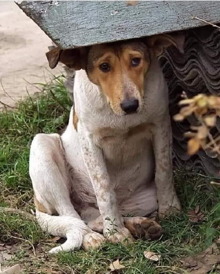 Saklansada görecekler. Belki bu onun son korkusu son bakışı.. zalimler acımıyorlar 😭