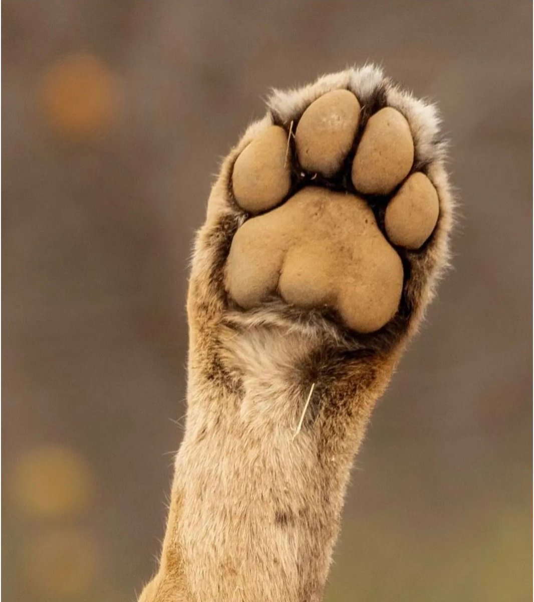 ManthanDabhi2's tweet photo. #WorldLionDay2024 #Gir #AsiaticLion #LastHome https://t.co/INE1spjIvj