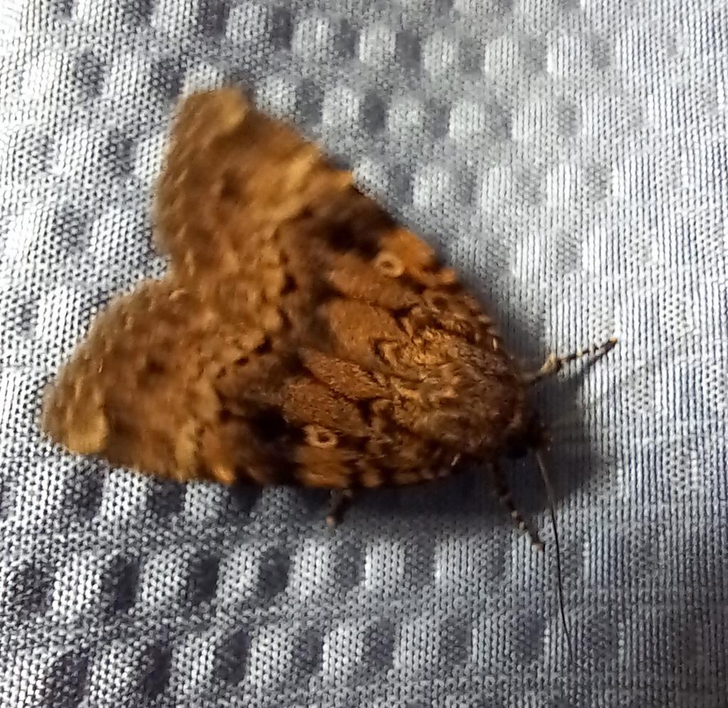 Happy to be lit on by this (?)Svensson's Copper Underwing. I'd thought it was an Old Lady at first, which felt a little harsh.