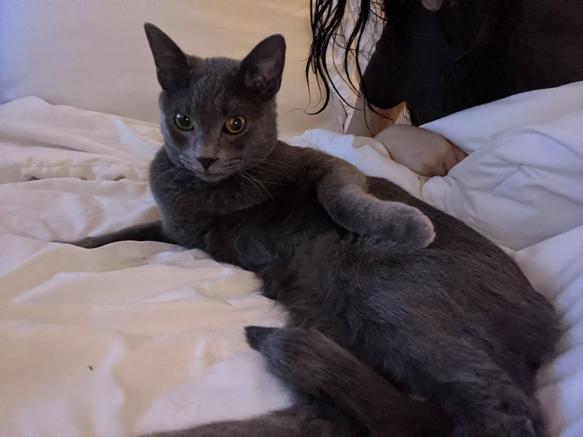 spent $300 on emergency vet just for them to tell me he basically was acting weird for attention