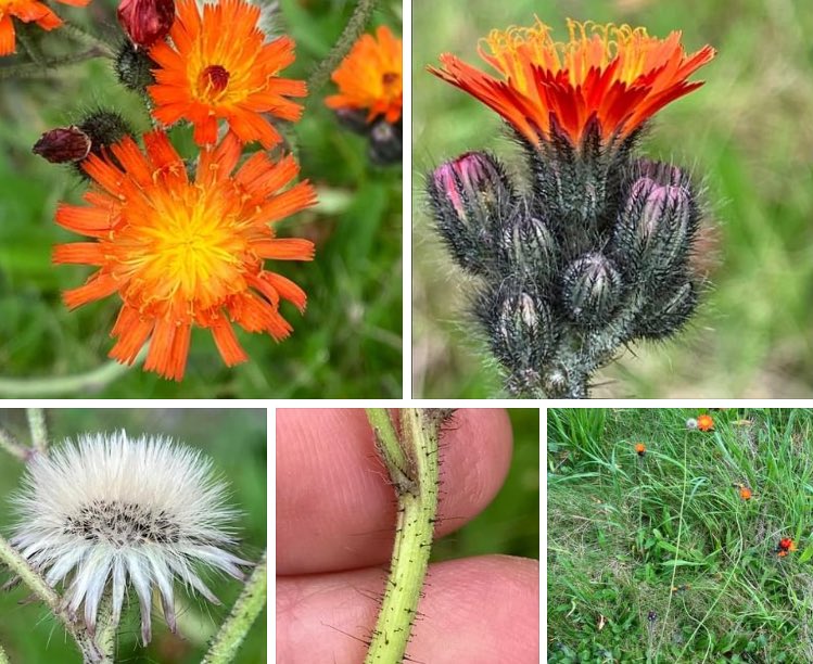 bigmeadowsearch's tweet photo. Fox-and-cubs or Orange Hawkweed. Pilosella aurantiaca. Forms patches. Up to 40cm tall. Branched stems with 2-12 flower heads. Long hairs on stem. Basal rosette leaves up to 20cm, roughly hairy and toothed. Flowers up to 20mm across. https://t.co/c893ZzlXSe